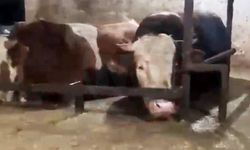 Su basan ahırda kurtarılmayı böyle beklediler