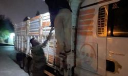 AKYAZI GİŞELERİNDE BELGESİZ HAYVAN SEVKİYATI!