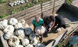 Beyaz Elmasın hasadı başladı