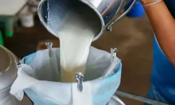Çiğ süt üreticilerine ilave destek!