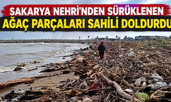 Sakarya Nehri'nden sürüklenen ağaç parçaları sahili doldurdu