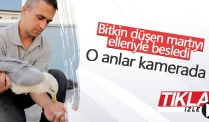 Bitkin düşen martıyı elleriyle besledi