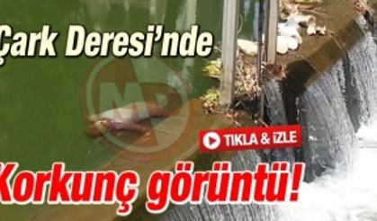 Çark Deresi'nde ceset bulundu!