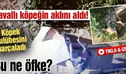 Zavallı köpeğin aklını aldı!