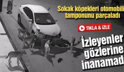 Sokak köpekleri otomobilin tamponunu parçaladı