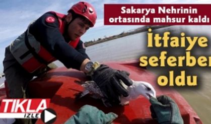 Sakarya Nehrinin ortasında mahsur kaldı