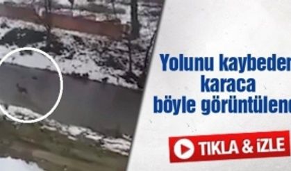 Nereye gideceğini bilemez halde koştu