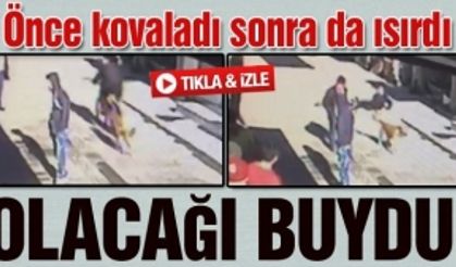 Önce kovaladı sonra da ısırdı