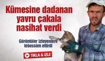 Kümesine dadanan yavru çakala nasihat doğaya saldı