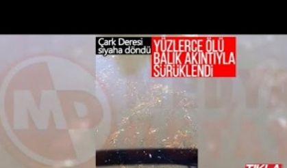 Yüzlerce ölü balık akıntıyla sürüklendi