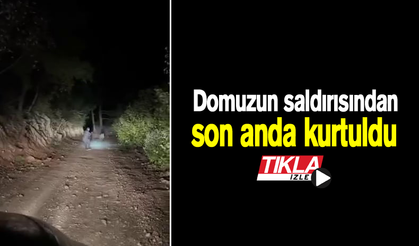 Domuzun saldırısından son anda kurtuldu