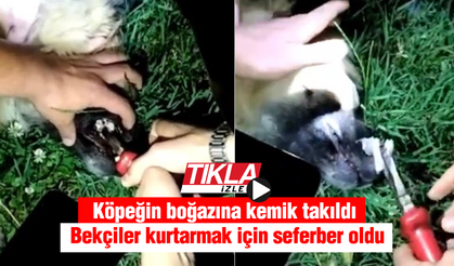 Köpeğin boğazına kemik takıldı! Bekçiler seferber oldu