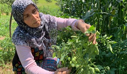 Patates ektiler domates çıktı