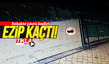 Sokakta yavru kediyi ezip kaçtı!