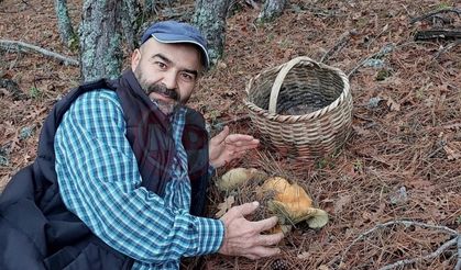 Dev kanlıca mantarlarını görünce hayrete düştü