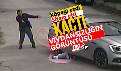 Sürücünün köpeği ezdiği anlar kamerada!