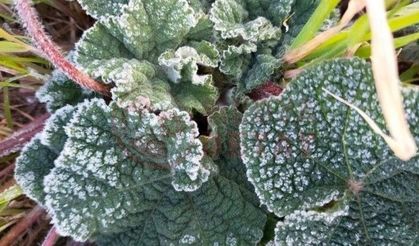 Sakarya Valiliği’nden zirai don uyarısı!