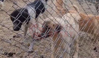 Hayvan barınakları tehlike altında!