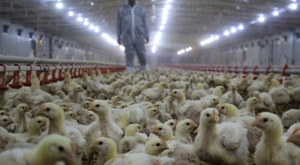Tavuk eti üretimi Şubat ayında azaldı!