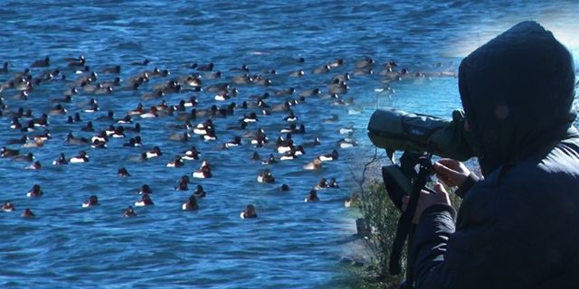 Sapanca Gölü’nde kuş sayımı