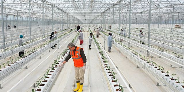 Seracılık Mükemmeliyet Merkezi’nde 65 bin kök domates fidesi dikildi