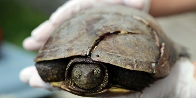 Serdivan’da bulunan yaralı kaplumbağa tedavi edildi