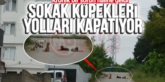 Sokak köpekleri yolları kapatıyor!