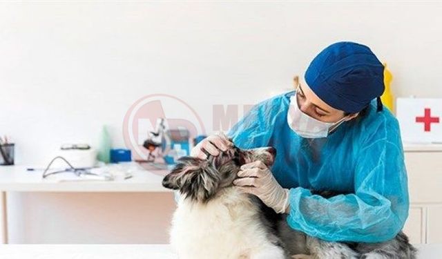 Veteriner hekimler şiddete karşı tek yürek oldu