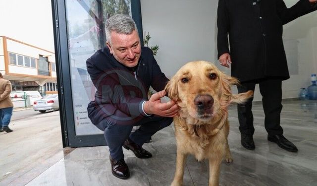 Serdivan’da sokak hayvanlarına güvenli yuva hazırlığı