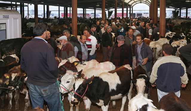 Canlı Hayvan Borsasında hazırlıklar tamam