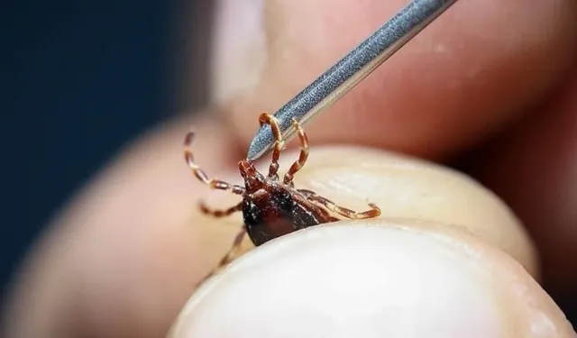 Grip sandığınız ölümcül kene ısırığı olabilir!