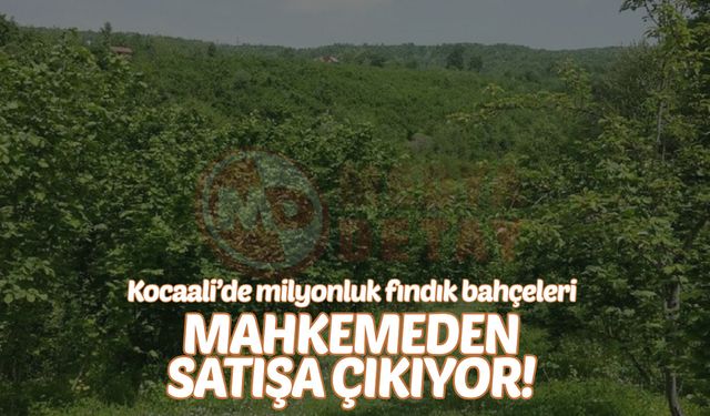 Milyonluk fındık bahçeleri mahkemeden satışa çıkıyor!