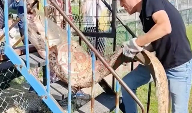 Oltasına 50 kiloluk balık yakalandı