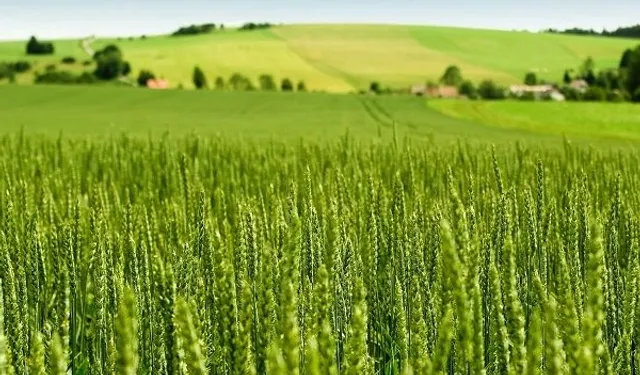 Tarım-ÜFE yıllık yüzde 45,40 arttı!