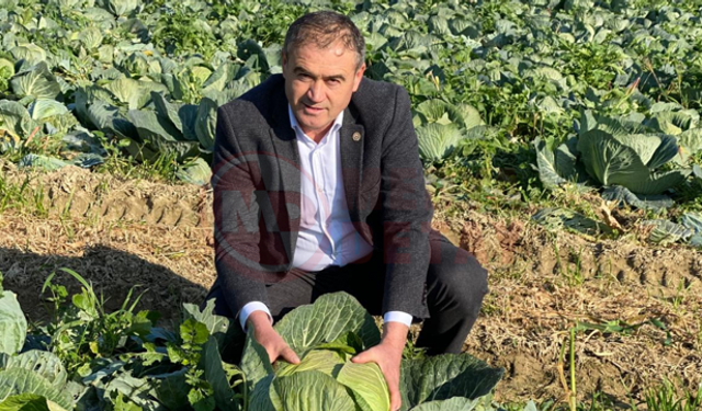 Kaynarca Lahana Pazarı’ndaki  fiyatlar üreticiyi üzdü