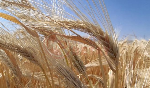 Kuraklık Sakarya'da arpa ekimini artırdı