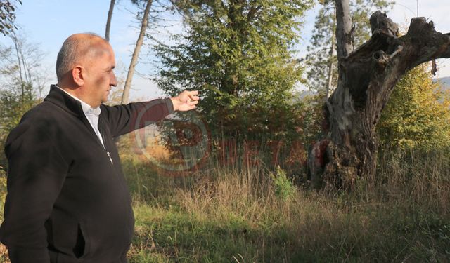Mezarlıktan geriye çürümüş bir ağaç kaldı