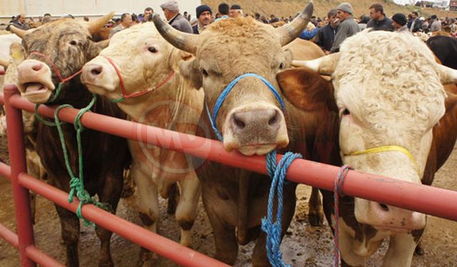 KARASU'DA ŞAP KARANTİNASI