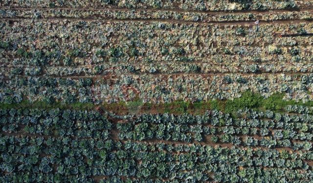 Kışın başrol oyuncusu lahananın hasadına devam ediliyor