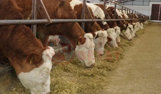 Kocaali’de şap alarmı