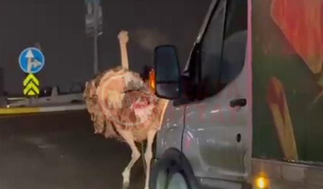 Deve kuşu, trafiği alt üst etti