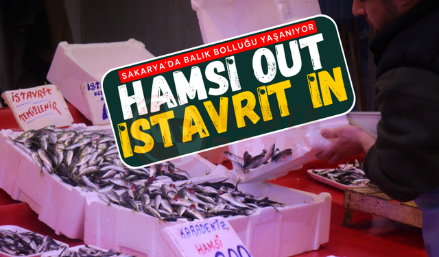 Sakarya'da balık bolluğu yaşanıyor