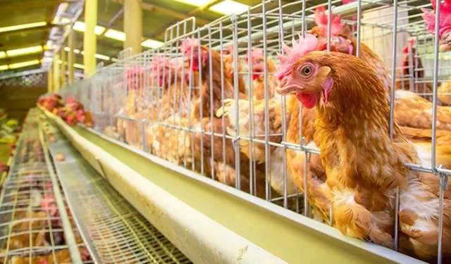 Yumurtacı tavukların kafes standardında değişiklik!