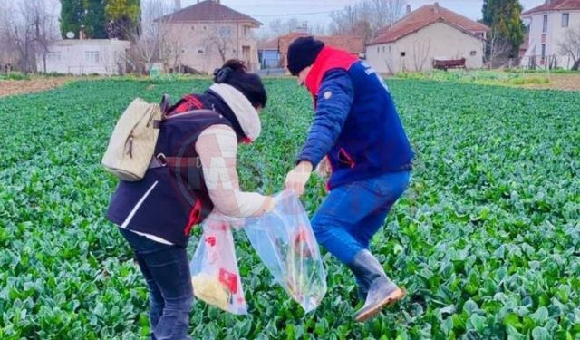 Arifiye’de hasat öncesi  pestisit denetimi!