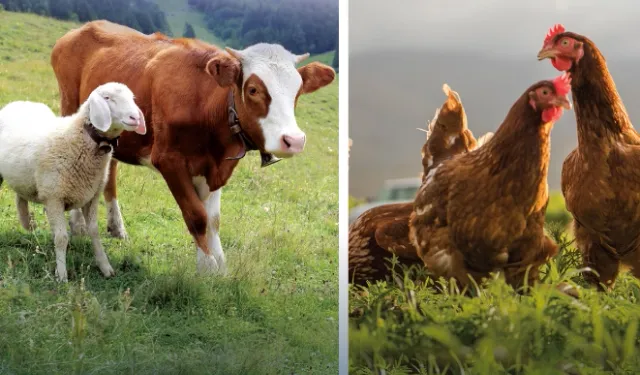 Hayvansal üretimde yükseliş... Sığırdan bala kadar artış var