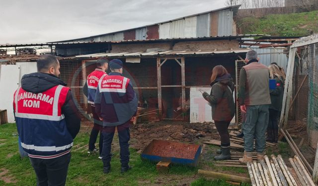 Kaçak yaban hayvanı operasyonu!