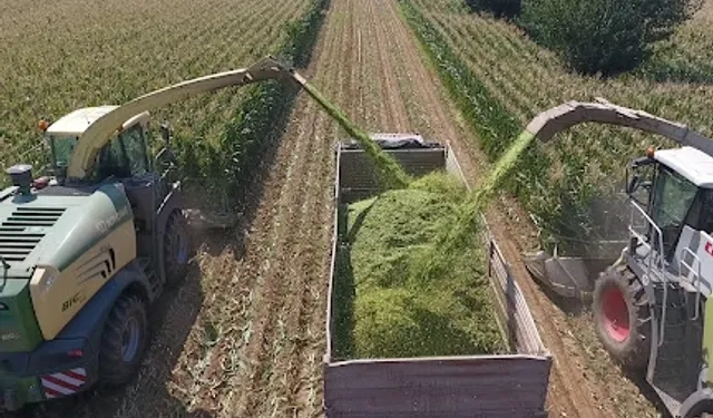 TİGEM'den bin 500 tonluk mısır silaj hizmeti ihalesi