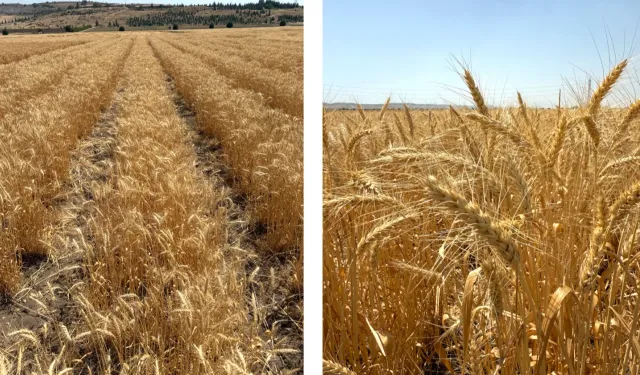 Bisküvilik buğday üretimi başladı