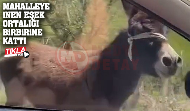 Mahalleye inen eşek ortalığı birbirine kattı