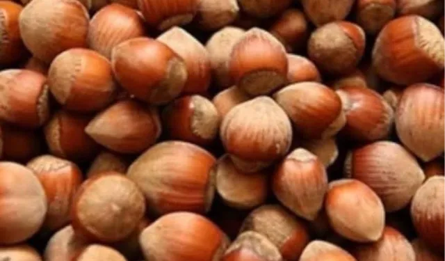 Fındık üreticisi zor durumda!